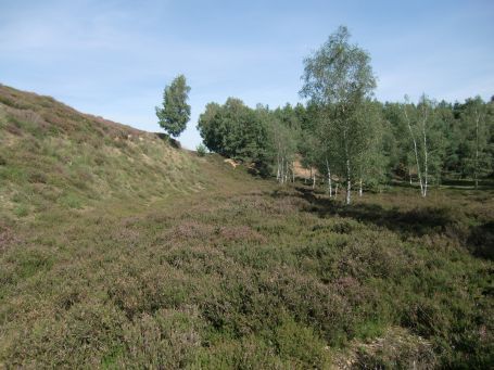 Brüggen : Brachter Wald, Heidelandschaft